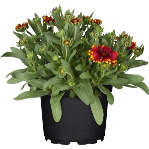 GROW by OBI Prärie-Kokardenblume im Topf, rot-gelbe Blüten. Gaillardia aristata.
