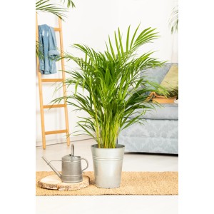 Üppige Goldfruchtpalme (Areca Dypsis Lutescens) im Topf, Zimmerpflanze für ein tropisches Ambiente.