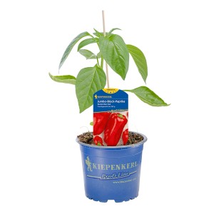 Kiepenkerl Paprika Benita Maxi Red im Topf, ca. 10,5 cm Ø. Fruchtgemüse mit roten Früchten.