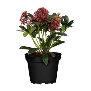 Japanische Skimmie 'Miracle' im Topf, ca. 10-20 cm hoch, mit roten Knospen und grünen Blättern.