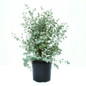 Blaugummibaum (Eucalyptus cinerea) im Topf, ca. 20 cm hoch, Kübelpflanze für Terrasse & Balkon.