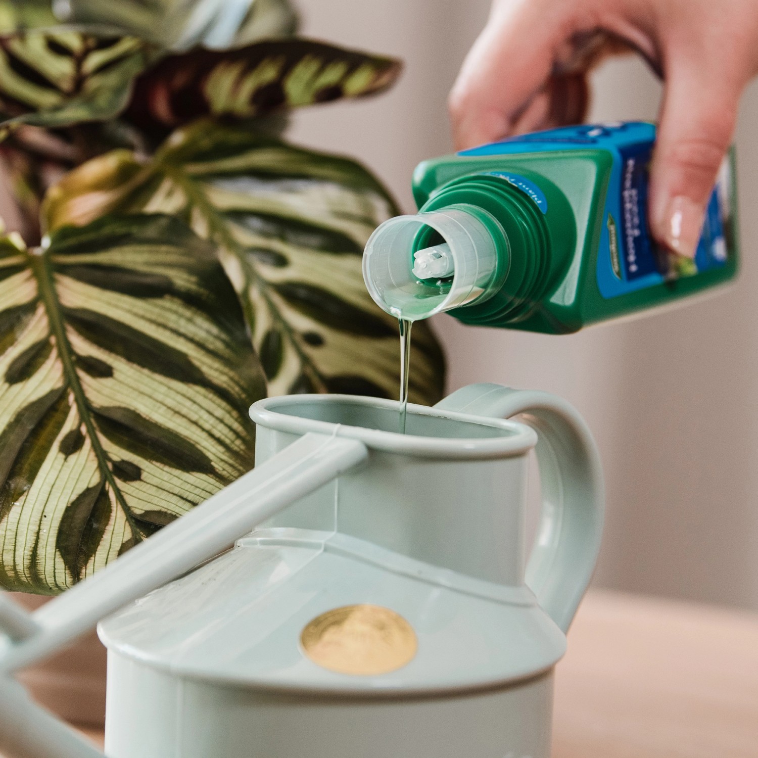 Westland Zimmerpflanzen Dünger wird in eine Gießkanne gefüllt.