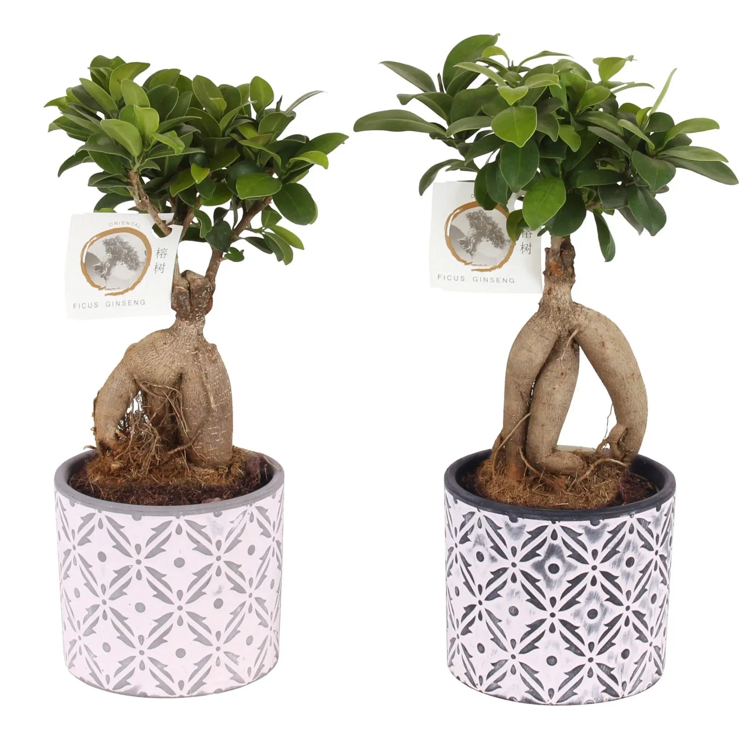 Bonsai "Ficus Ginseng" im KeramikGefäß in Sorten Höhe ca. 35 cm kaufen