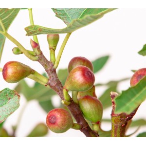 Detailaufnahme: GROW by OBI Feige Little Miss Figgy® mit reifenden Früchten.