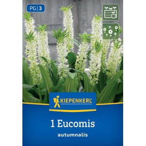 Kiepenkerl Blumenzwiebeln Eucomis autumnalis