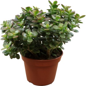 Dickblatt Minor im Topf, ca. 20 cm hoch. Crassula ovata mit grün-roten Blättern.