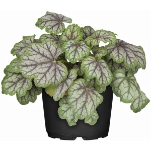 GROW by OBI Purpurglöckchen im Topf, Blattschmuckstaude mit grün-silbernen Blättern und dunklen Blattadern.