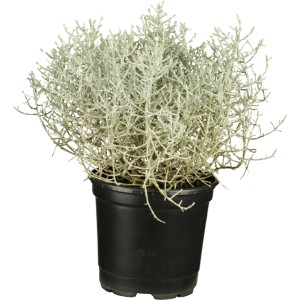 Silberkörbchen (Calocephalus) im Topf, silbriges Laub, ca. 9 cm Topf-Ø, Herbstpflanze.