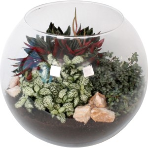 Grünpflanzen-Arrangement in Glaskugel, Topf-Ø 28cm. Dekorative Zimmerpflanzen im Glas.