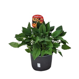 Gewöhnlicher Sonnenhut (Rudbeckia fulgida) im Topf, grüne Blätter. Dekorative Staude für Balkon und Garten.