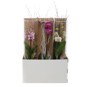 Verschiedene Orchideen im Glasgefäß, Topfgröße ca. 12 cm, dekorative Zimmerpflanzen.