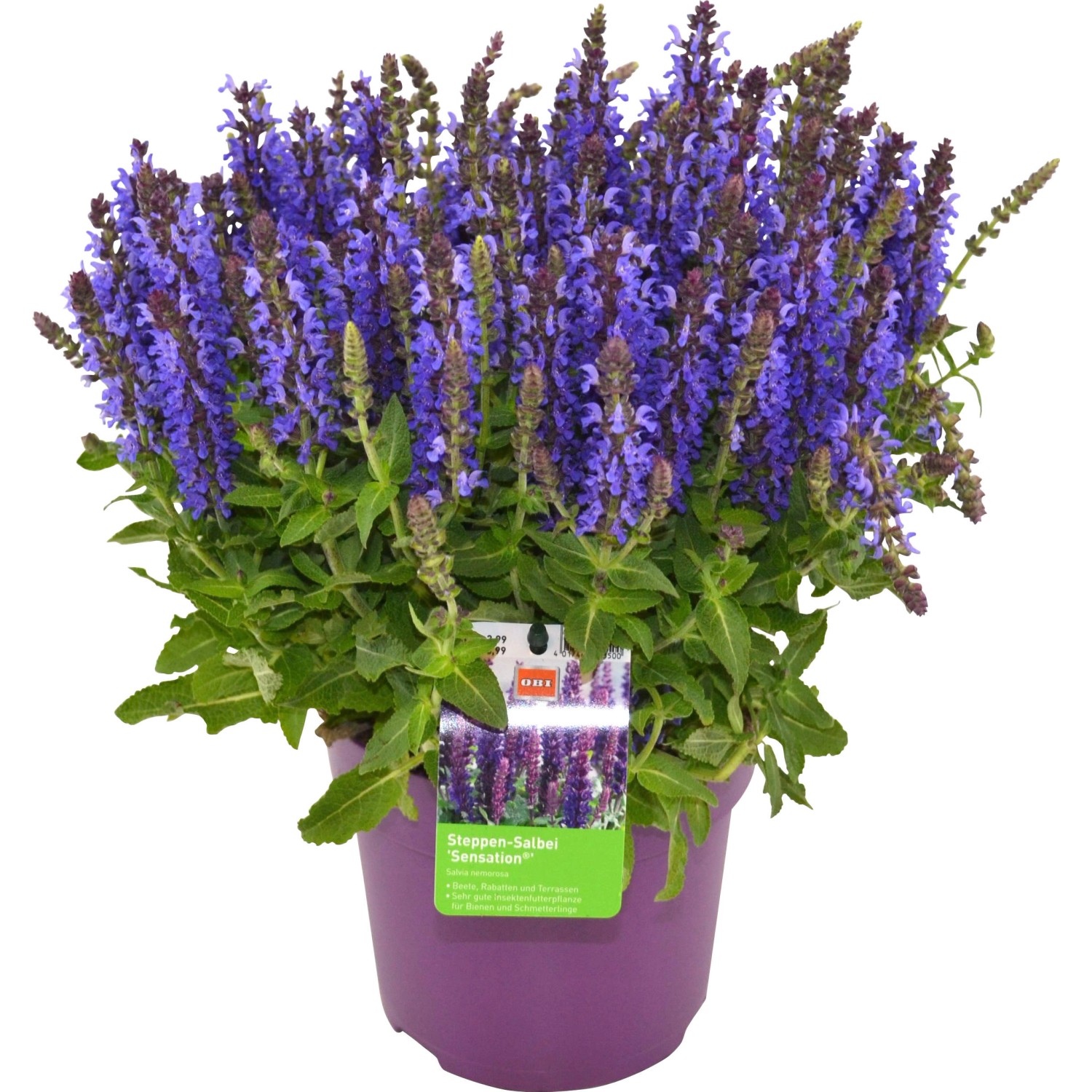 SteppeSalbei Violett TopfØ ca. 14 cm Salvia nemorosa kaufen bei OBI