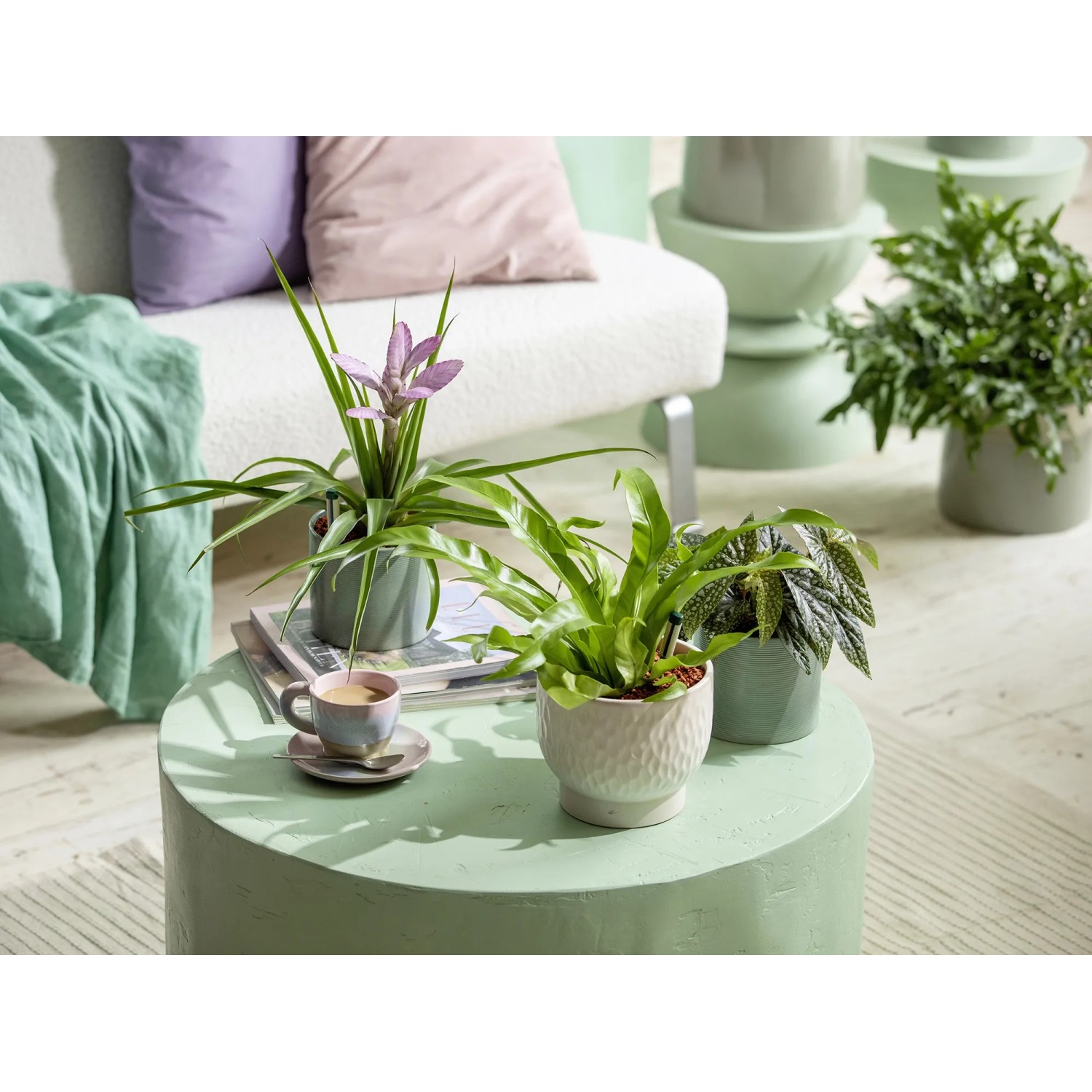 Seramis Pflanzgranulat fr Zimmerpflanzen 18 l Aktionspackung 20% gratis  kaufen bei OBI