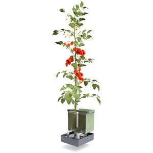 Blauer Gusta Garden Tom Tomato Pflanzkübel 20L mit Tomatenpflanze und Rankhilfe.