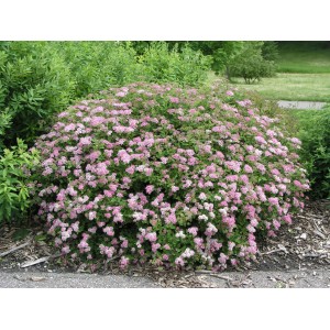 OBI Sommer-Spiere "Little Princess" Hellrosa Höhe ca. 20 - 30 cm Topf ca. 3 l