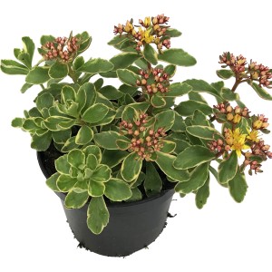 Mehrfarbiger OBI Scharfer Mauerpfeffer (Sedum) im Topf, ca. 12 cm Ø, mit gelben Blüten.