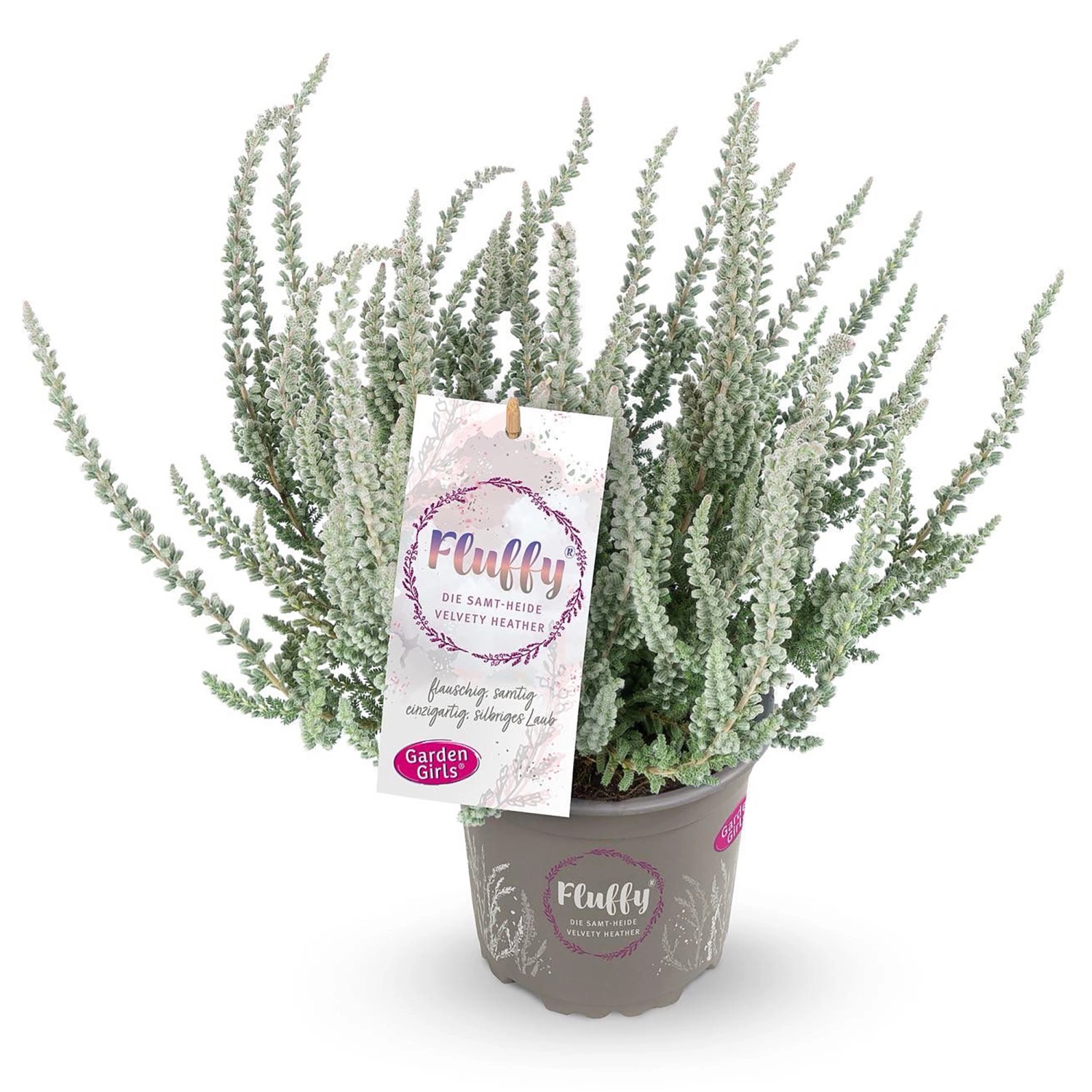 Heidekraut 'Skyline Sydney Gelb' - 3 Pflanzen Calluna Vulgaris Winterhart & Mehrjährig