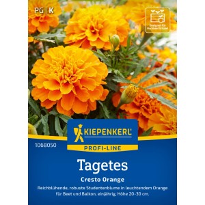 Kiepenkerl Tagetes Cresto Orange: Leuchtend orange Studentenblume für Beet und Balkon.