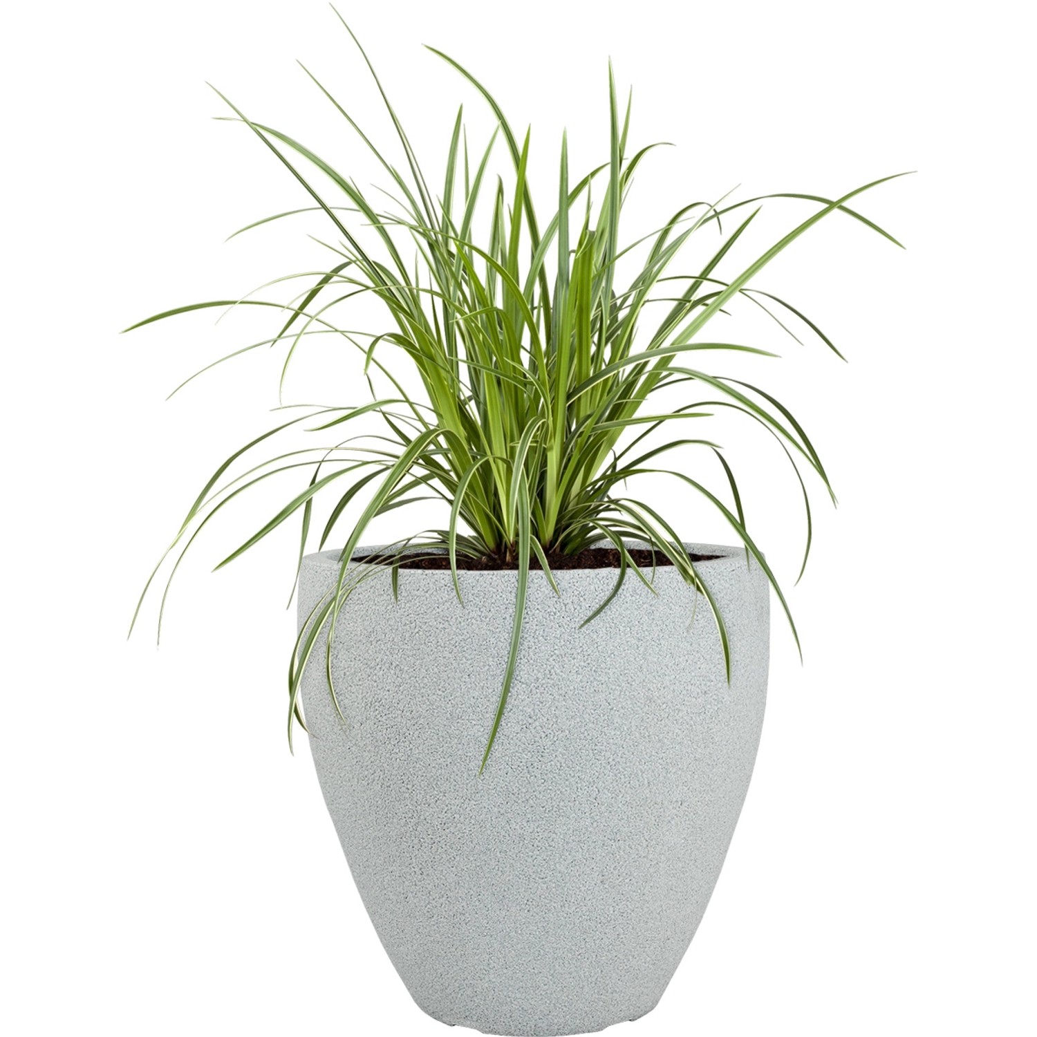 Grauer Pflanzwerk Pflanzkübel Cup, Ø 56 cm, mit grüner Pflanze. Ideal für Innen- und Außenbereich.