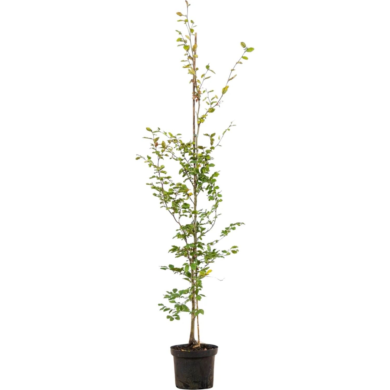 Rotbuche Set  15 Stck Hhe ca. 175 - 200 cm Fagus sylvatica kaufen bei OBI