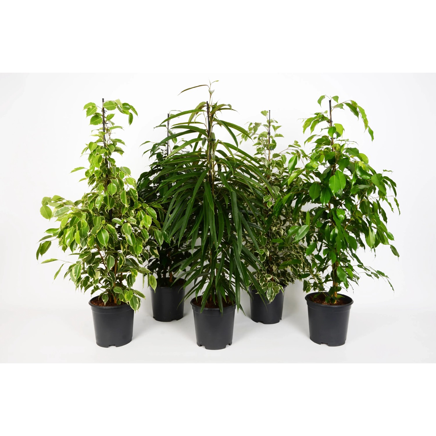 GROW by OBI Birkenfeige sortiert Hhe ca. 95-105 cm Topf  21 cm Ficus  Benjamina kaufen bei OBI