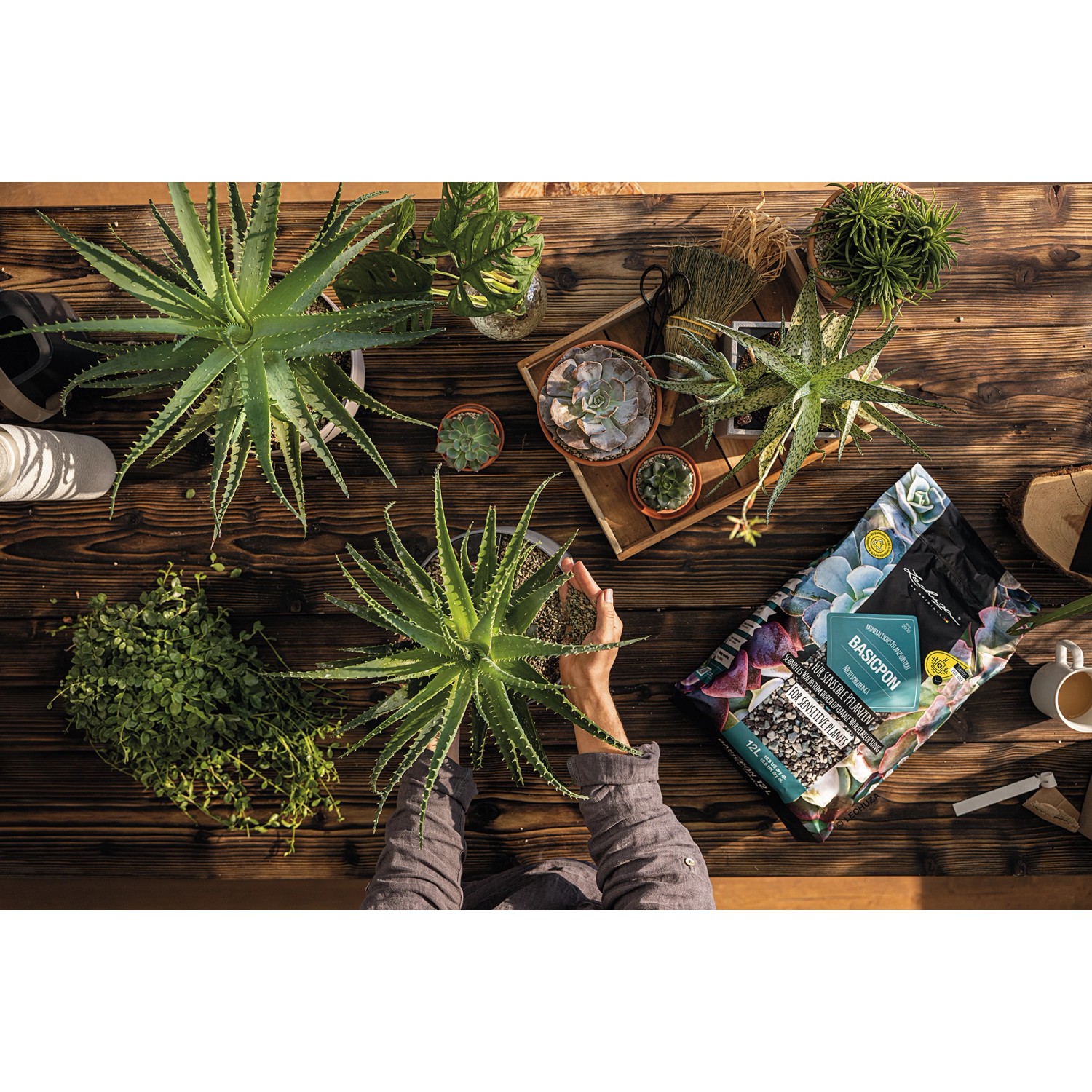 Lechuza Basicpon Pflanzsubstrat (6L) für sensible Pflanzen, umgeben von Grünpflanzen auf Holztisch.