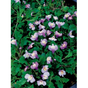 Blühendes Lippenmäulchen Blau im 9 cm Topf, eine dekorative Teichpflanze für die Uferzone.