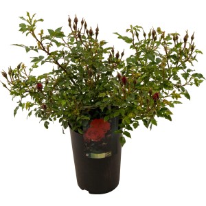 Bodendecker-Rose Rot im Topf (ca. 17cm Ø) mit grünen Blättern und roten Blütenknospen.