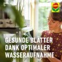 Compo Sana Grünpflanzen- und Palmenerde 1 x 5 l_7