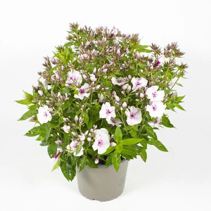 GROW by OBI Polster-Phlox (Flammenblume) im Topf, ca. 23 cm hoch, mit weißen Blüten und rosa Mitte.