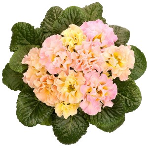 GROW by OBI Kissen-Primel Rosalee mit rosa-gelben, gefüllten Blüten im Topf.