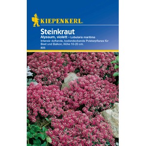 Kiepenkerl Steinkraut "Alyssum" Violett