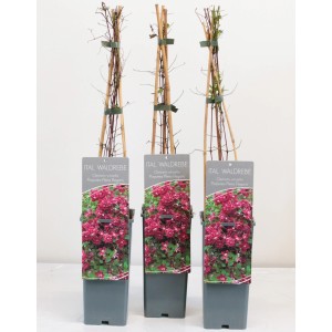 Waldrebe "Purpurea Plena Elegans" Magenta Höhe ca. 40 - 60 cm Topf-Ø ca. 17 cm