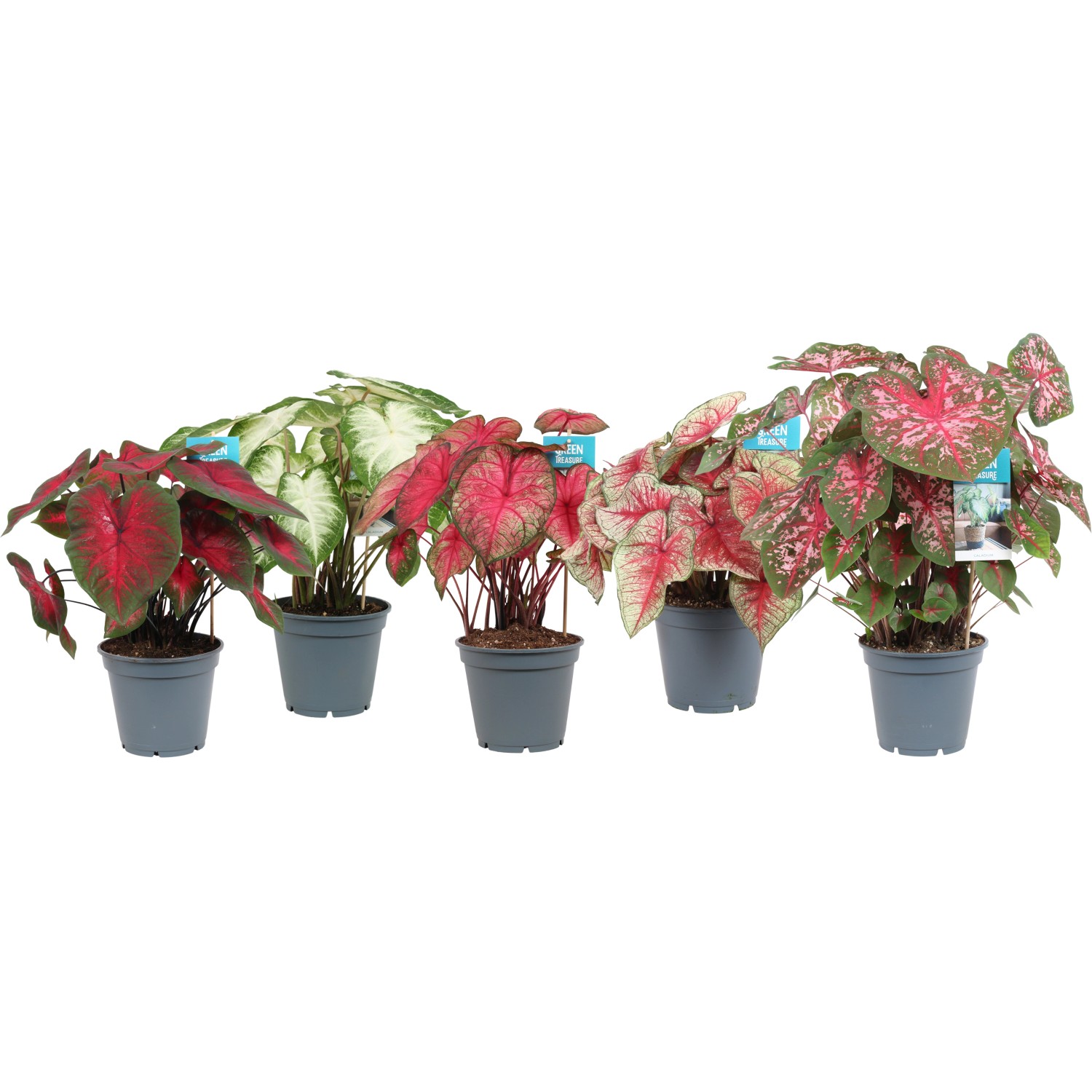 Buntwurz (Caladium hybride) in verschiedenen Sorten im Topf, ca. 40-45 cm hoch.