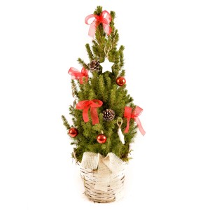 Dekorierte Zuckerhut-Fichte im Korb, mit roten Schleifen und Kugeln als Weihnachtsbaum.