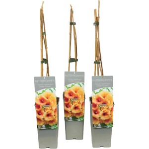 Trompetenblume Golden Trumpet im Topf, ca. 40-60 cm hoch, mit goldgelben Blüten.