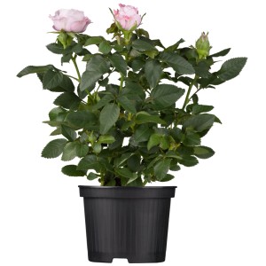 Strauchrose Premium im Topf, ca. 20-30 cm hoch, mit zartrosa Blüten.