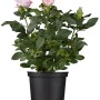 Strauchrose Premium im Topf, ca. 20-30 cm hoch, mit zartrosa Blüten.