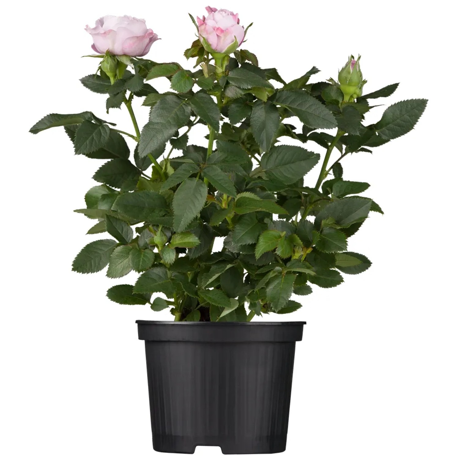 Strauchrose Premium im Topf, ca. 20-30 cm hoch, mit zartrosa Blüten.