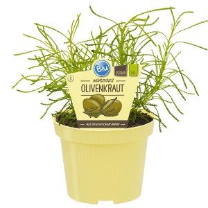 Blu Bio-Olivenkraut im Topf, ca. 12 cm Ø. Küchenkräuter mit olivenähnlichem Geschmack.