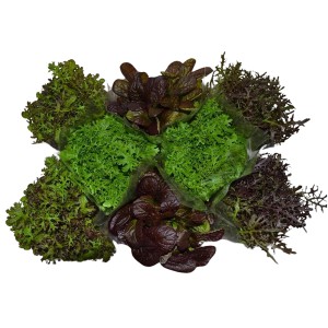 Asia Salat Mix Sortenauswahl im Topf, verschiedene Blattsalate in Grün- und Rottönen.