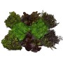 Asia Salat Mix Sortenauswahl im Topf, verschiedene Blattsalate in Grün- und Rottönen.
