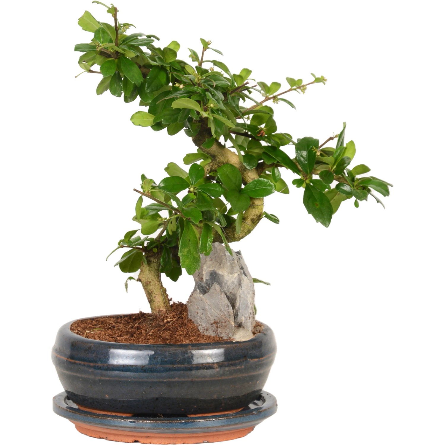 Bonsai mit Deko-Stein Topf- ca. 21 cm kaufen bei OBI