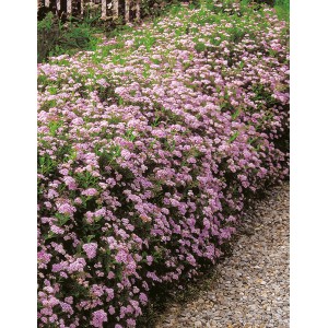 Foto einer blühenden, hellrosa OBI Sommer-Spiere Little Princess im Garten.