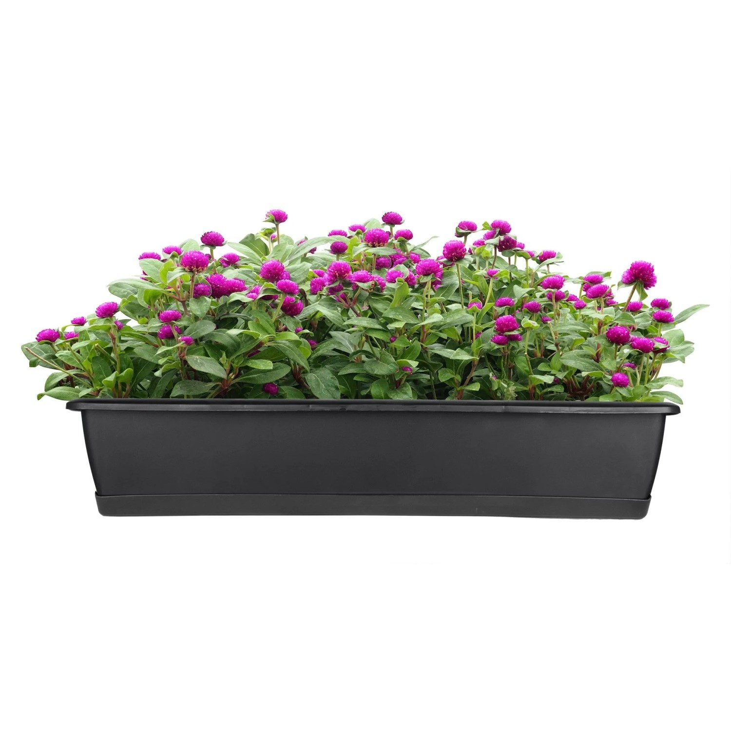 BigDean 3er Set Blumenkasten mit Untersetzer 60 cm Lang Anthrazit aus PP Kunststoff Balkon Pflanzkasten Schmal Balkonkasten kaufen bei OBI