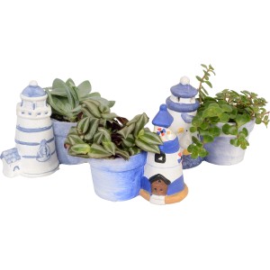 Arrangement mit kleinen Grünpflanzen in maritimen Keramiktöpfen (Ø ca. 6 cm).