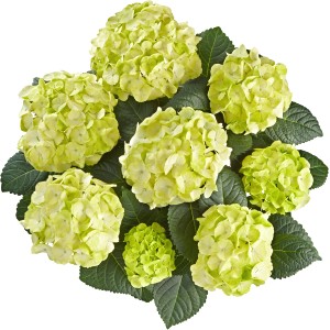 OBI Bauernhortensie "Caipirinha" Cremeweiß Höhe ca. 30 - 40 cm Topf ca. 5 l