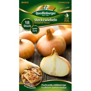 Quedlinburger Steckzwiebeln 'Stuttgarter Riesen' XXL, goldgelb und flachrund.