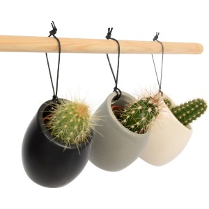 Hängende Kakteen in Keramiktöpfen (schwarz, grau, creme) an Holzstange, Topf-Ø ca. 5 cm.