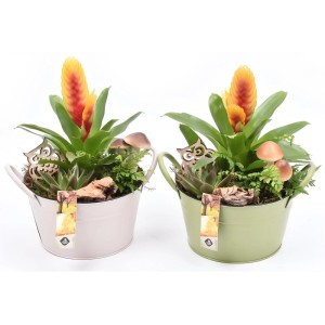 Dekoratives Zimmerpflanzen-Arrangement in hellrosa/hellgrünen Zinktöpfen (Ø 20 cm) mit Bromelie, Echeverie, Farn, Eulen, Pilzen.